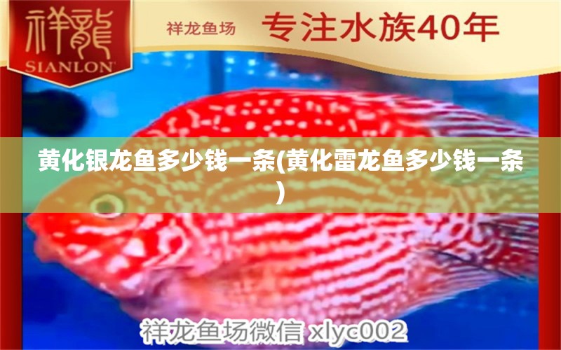 黃化銀龍魚多少錢一條(黃化雷龍魚多少錢一條) 銀龍魚