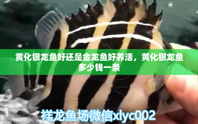 黃化銀龍魚好還是金龍魚好養(yǎng)活，黃化銀龍魚多少錢一條 銀龍魚百科 第1張