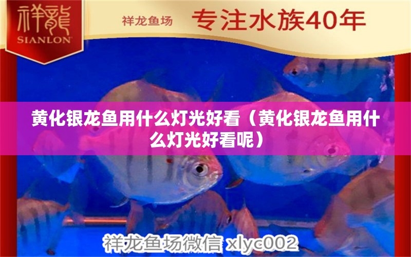 黃化銀龍魚用什么燈光好看（黃化銀龍魚用什么燈光好看呢）