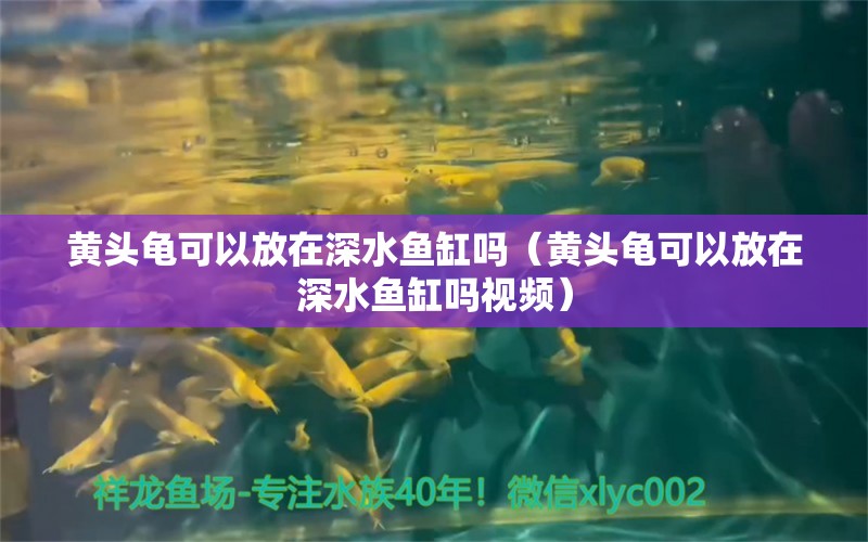 黃頭龜可以放在深水魚缸嗎（黃頭龜可以放在深水魚缸嗎視頻） 烏龜