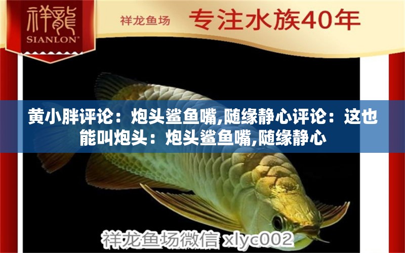 黃小胖評(píng)論：炮頭鯊魚(yú)嘴,隨緣靜心評(píng)論：這也能叫炮頭：炮頭鯊魚(yú)嘴,隨緣靜心 觀賞魚(yú)論壇 第2張