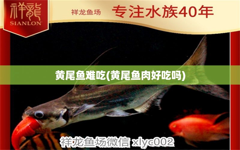 黃尾魚(yú)難吃(黃尾魚(yú)肉好吃嗎) 帝王三間魚(yú)