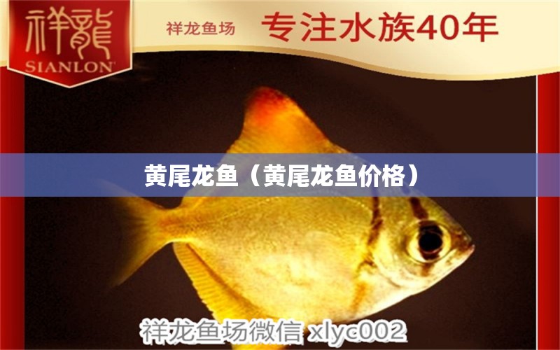 黃尾龍魚（黃尾龍魚價格） 祥龍水族醫(yī)院