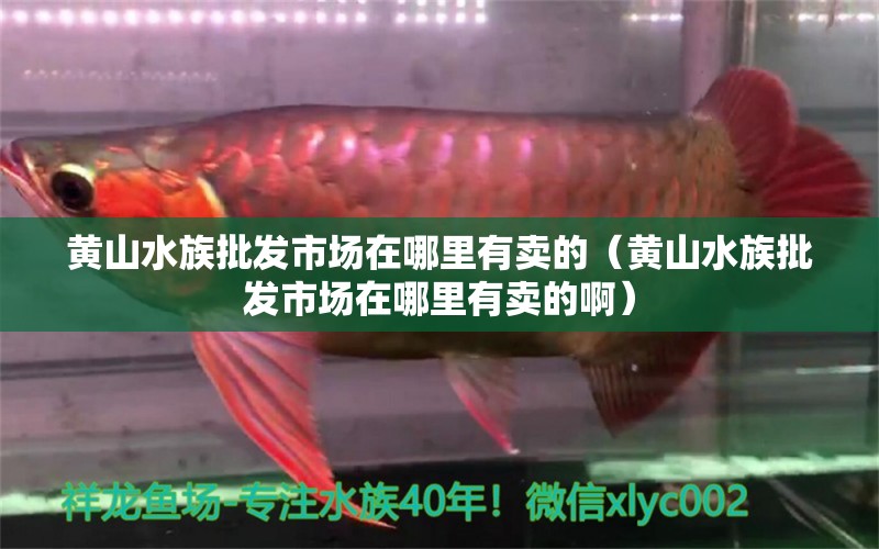 黃山水族批發(fā)市場在哪里有賣的（黃山水族批發(fā)市場在哪里有賣的?。? title=