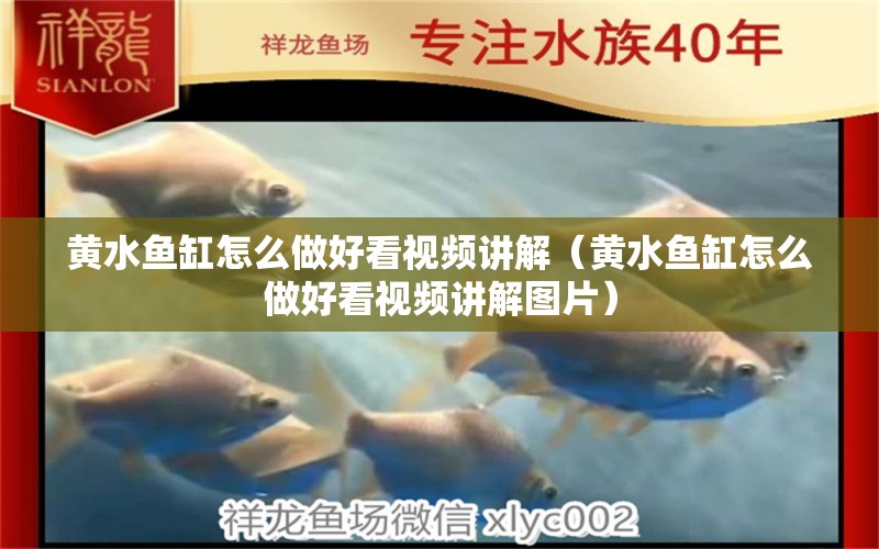 黃水魚缸怎么做好看視頻講解（黃水魚缸怎么做好看視頻講解圖片）