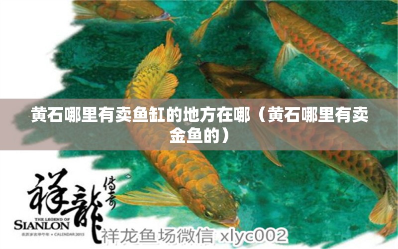 黃石哪里有賣魚缸的地方在哪（黃石哪里有賣金魚的） 其他品牌魚缸