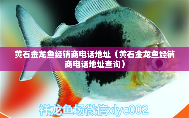 黃石金龍魚經(jīng)銷商電話地址（黃石金龍魚經(jīng)銷商電話地址查詢） 印尼虎苗