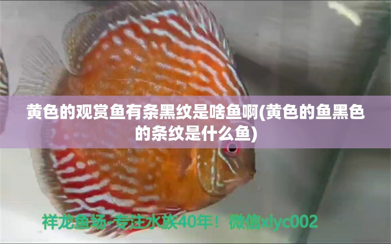 黃色的觀賞魚有條黑紋是啥魚啊(黃色的魚黑色的條紋是什么魚) 巴卡雷龍魚