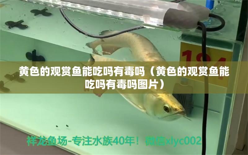 黃色的觀賞魚能吃嗎有毒嗎（黃色的觀賞魚能吃嗎有毒嗎圖片）