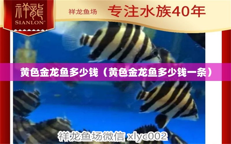 黃色金龍魚多少錢（黃色金龍魚多少錢一條） 廣州龍魚批發(fā)市場