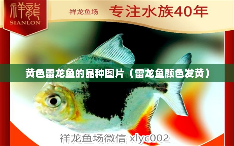 黃色雷龍魚的品種圖片（雷龍魚顏色發(fā)黃）