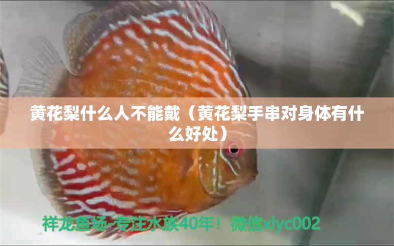 黃花梨什么人不能戴（黃花梨手串對(duì)身體有什么好處） 文玩