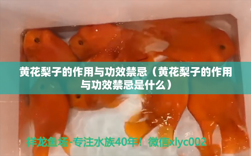 黃花梨子的作用與功效禁忌（黃花梨子的作用與功效禁忌是什么）