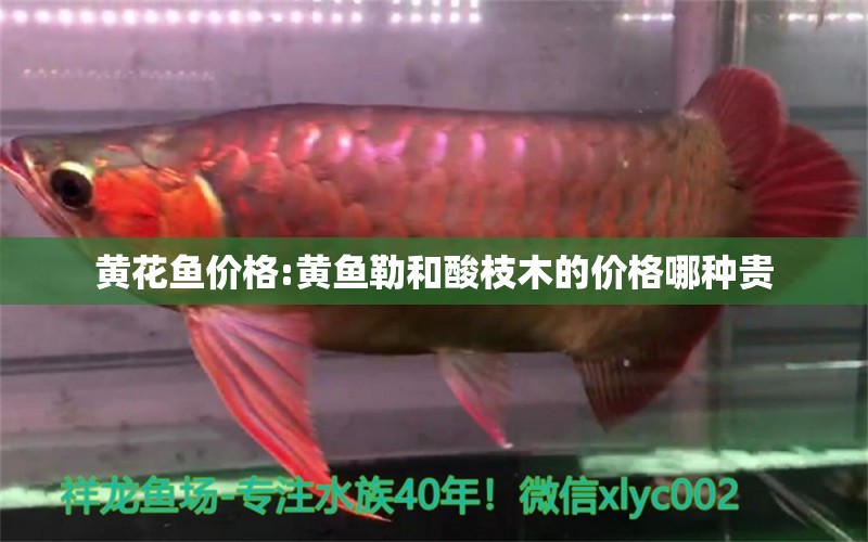 黃花魚價格:黃魚勒和酸枝木的價格哪種貴