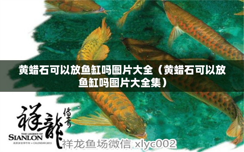 黃蠟石可以放魚缸嗎圖片大全（黃蠟石可以放魚缸嗎圖片大全集） 祥龍水族醫(yī)院