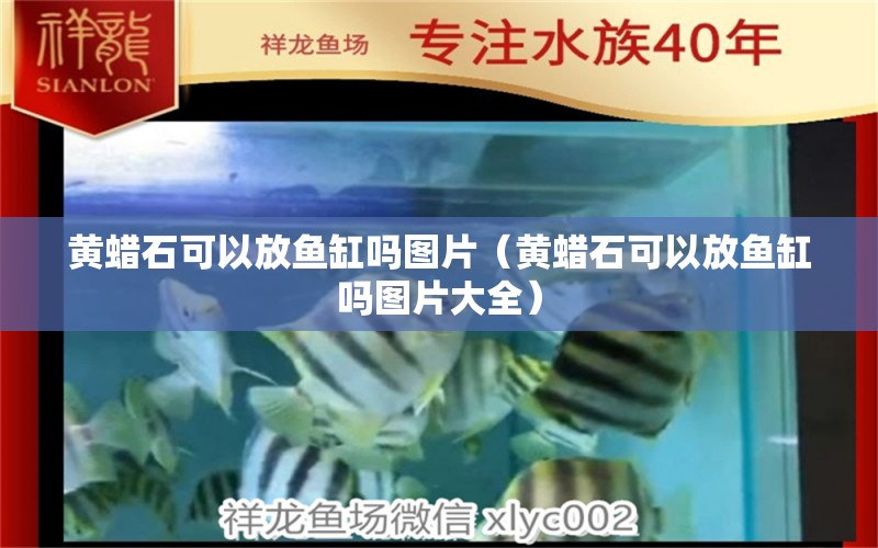 黃蠟石可以放魚缸嗎圖片（黃蠟石可以放魚缸嗎圖片大全） 祥龍魚場