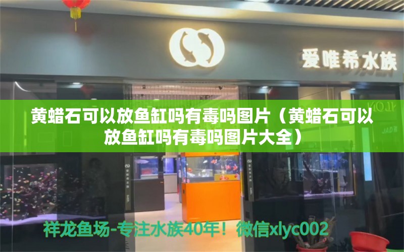 黃蠟石可以放魚缸嗎有毒嗎圖片（黃蠟石可以放魚缸嗎有毒嗎圖片大全）