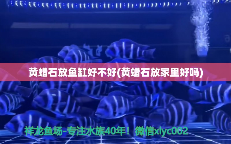 黃蠟石放魚缸好不好(黃蠟石放家里好嗎) 祥龍傳奇品牌魚缸