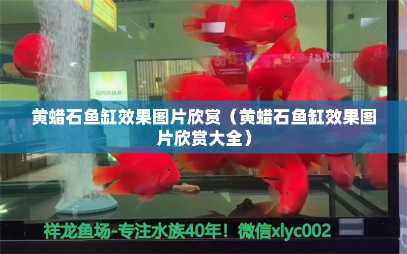 黃蠟石魚缸效果圖片欣賞（黃蠟石魚缸效果圖片欣賞大全） 祥龍水族醫(yī)院