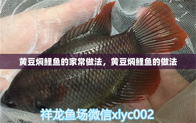 黃豆?fàn)F鯉魚的家常做法，黃豆?fàn)F鯉魚的做法 其他寵物