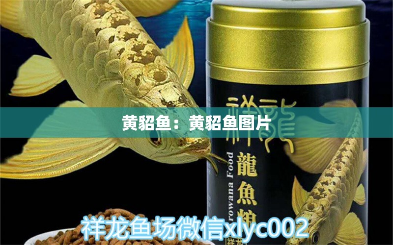 黃貂魚：黃貂魚圖片 魚缸等水族設(shè)備