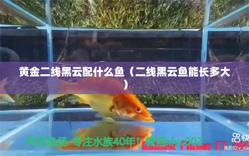 黃金二線黑云配什么魚（二線黑云魚能長多大） 黑云魚