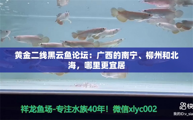 黃金二線黑云魚論壇：廣西的南寧、柳州和北海，哪里更宜居