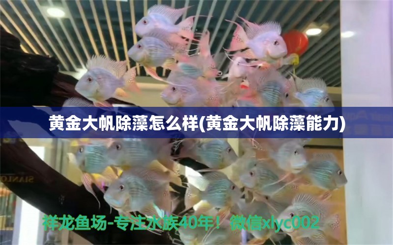 黃金大帆除藻怎么樣(黃金大帆除藻能力) 魚(yú)糧魚(yú)藥