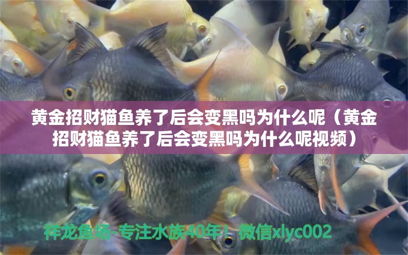 黃金招財貓魚養(yǎng)了后會變黑嗎為什么呢（黃金招財貓魚養(yǎng)了后會變黑嗎為什么呢視頻）