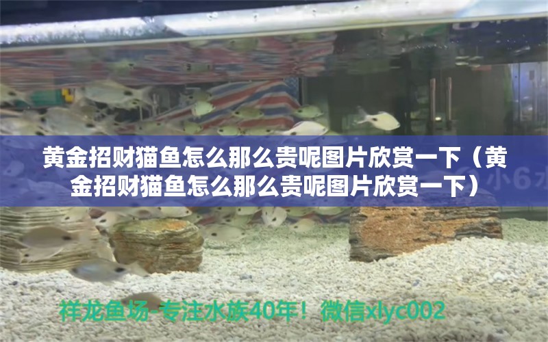 黃金招財貓魚怎么那么貴呢圖片欣賞一下（黃金招財貓魚怎么那么貴呢圖片欣賞一下）