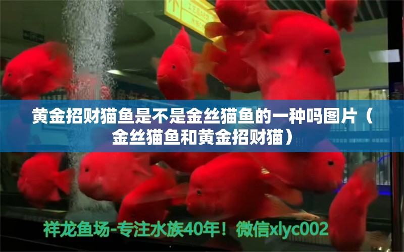 黃金招財(cái)貓魚是不是金絲貓魚的一種嗎圖片（金絲貓魚和黃金招財(cái)貓）