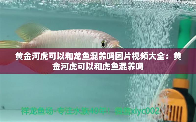 黃金河虎可以和龍魚混養(yǎng)嗎圖片視頻大全：黃金河虎可以和虎魚混養(yǎng)嗎