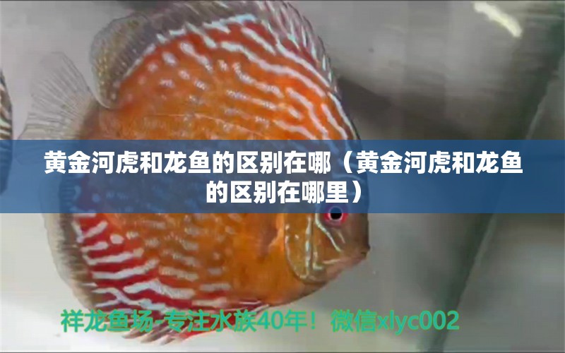 黃金河虎和龍魚的區(qū)別在哪（黃金河虎和龍魚的區(qū)別在哪里）