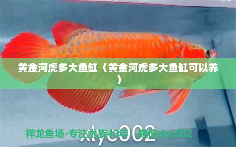 黃金河虎多大魚缸（黃金河虎多大魚缸可以養(yǎng)）