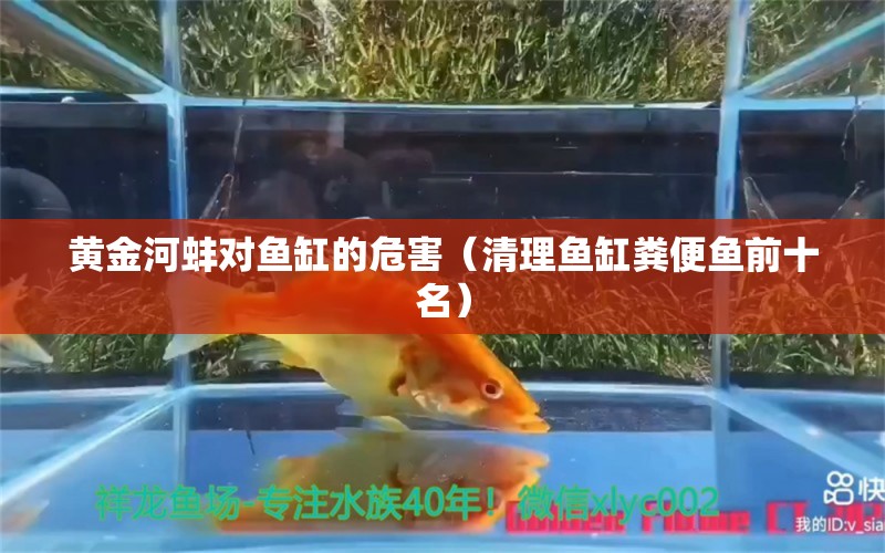 黃金河蚌對魚缸的危害（清理魚缸糞便魚前十名）