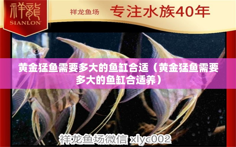 黃金猛魚需要多大的魚缸合適（黃金猛魚需要多大的魚缸合適養(yǎng)） 祥龍水族醫(yī)院