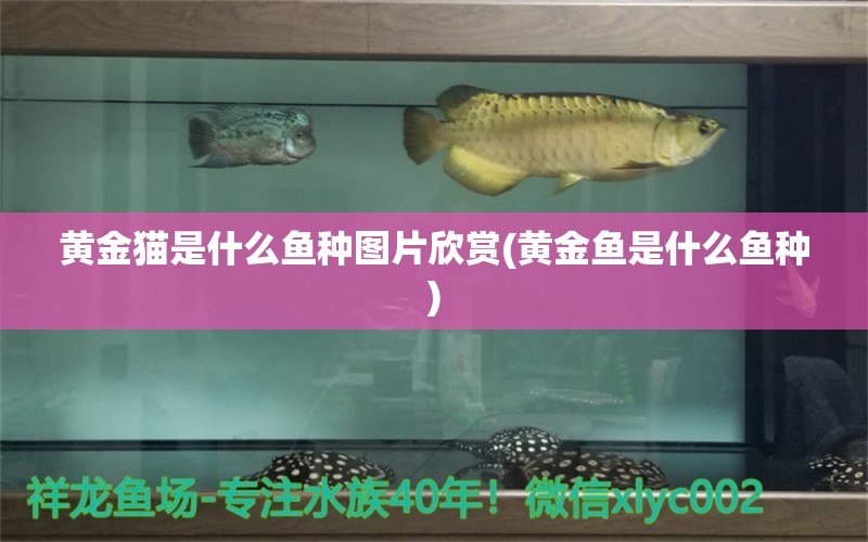 黃金貓是什么魚(yú)種圖片欣賞(黃金魚(yú)是什么魚(yú)種) 黃金貓魚(yú)