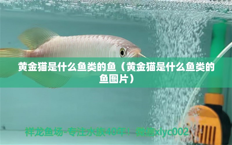 黃金貓是什么魚類的魚（黃金貓是什么魚類的魚圖片）