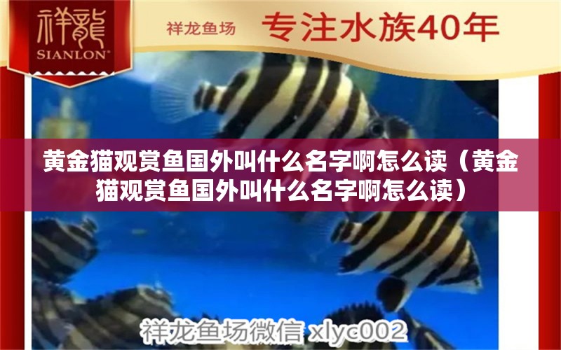 黃金貓觀賞魚國外叫什么名字啊怎么讀（黃金貓觀賞魚國外叫什么名字啊怎么讀） 黃金貓魚