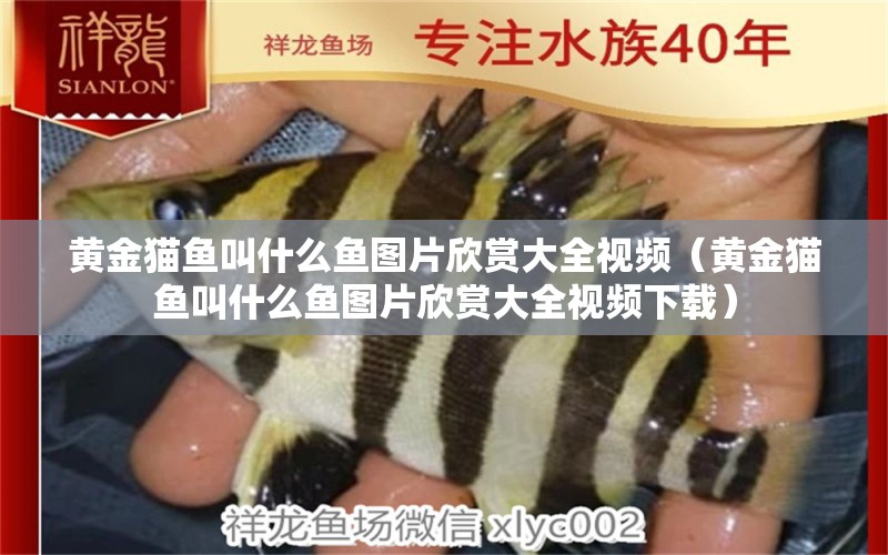 黃金貓魚叫什么魚圖片欣賞大全視頻（黃金貓魚叫什么魚圖片欣賞大全視頻下載）