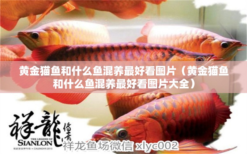 黃金貓魚和什么魚混養(yǎng)最好看圖片（黃金貓魚和什么魚混養(yǎng)最好看圖片大全） 黃金貓魚