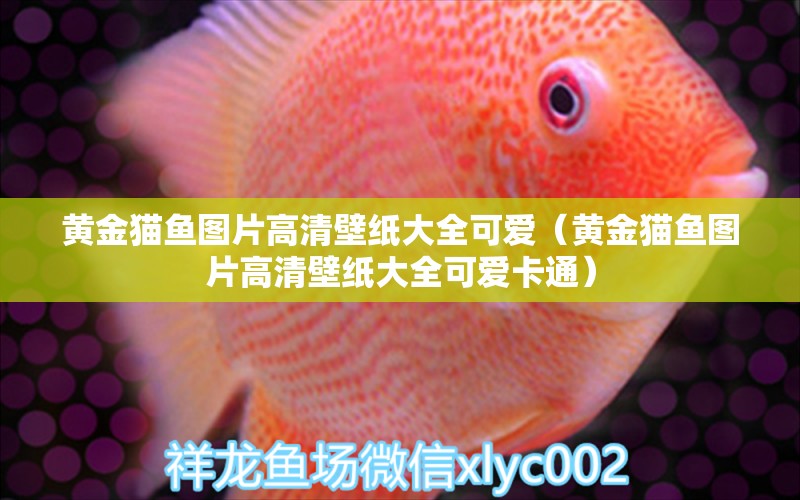 黃金貓魚圖片高清壁紙大全可愛（黃金貓魚圖片高清壁紙大全可愛卡通）