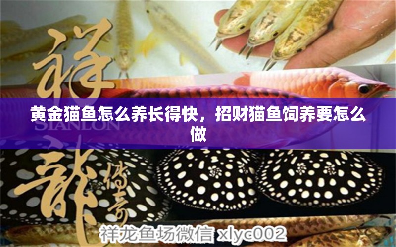 黃金貓魚怎么養(yǎng)長得快，招財(cái)貓魚飼養(yǎng)要怎么做 黃金貓魚