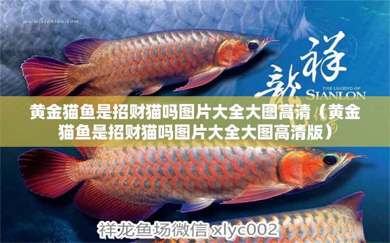 黃金貓魚是招財(cái)貓嗎圖片大全大圖高清（黃金貓魚是招財(cái)貓嗎圖片大全大圖高清版） 黃金貓魚