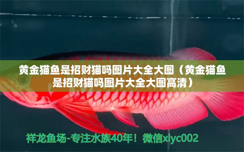 黃金貓魚是招財(cái)貓嗎圖片大全大圖（黃金貓魚是招財(cái)貓嗎圖片大全大圖高清） 黃金貓魚