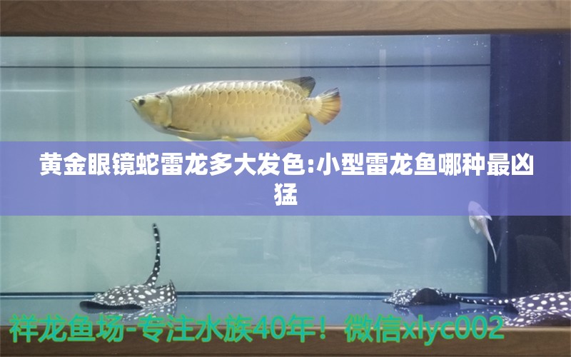 黃金眼鏡蛇雷龍多大發(fā)色:小型雷龍魚哪種最兇猛