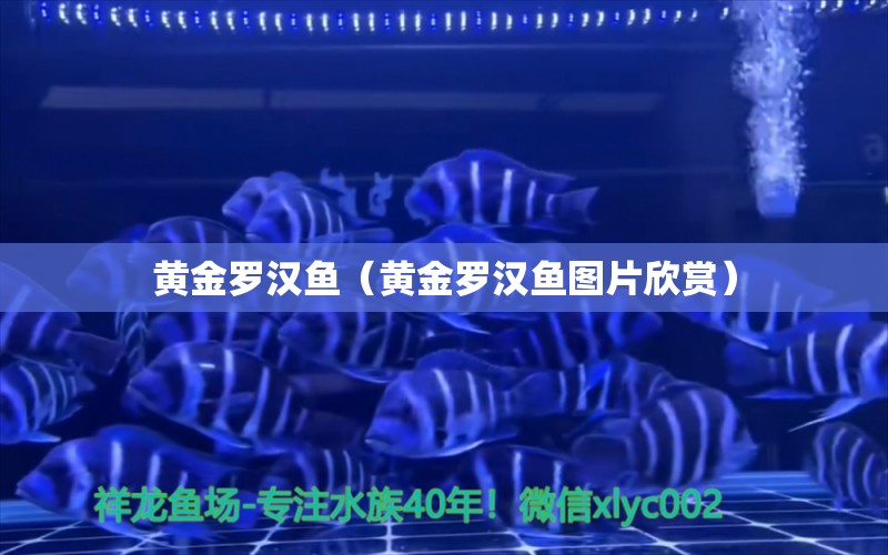 黃金羅漢魚（黃金羅漢魚圖片欣賞） 羅漢魚