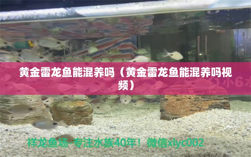 黃金雷龍魚能混養(yǎng)嗎（黃金雷龍魚能混養(yǎng)嗎視頻）