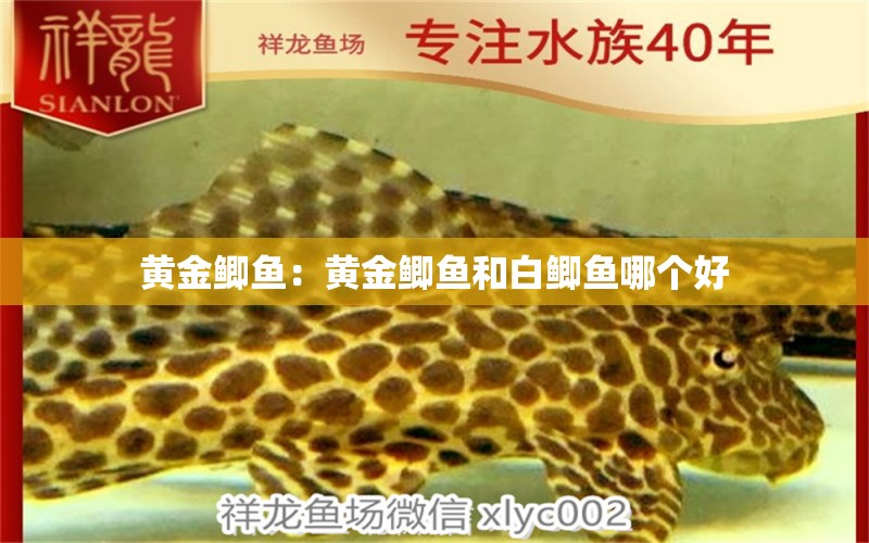 黃金鯽魚：黃金鯽魚和白鯽魚哪個好 馬拉莫寶石魚苗