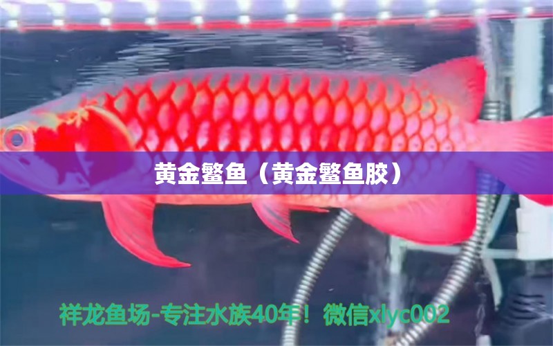 黃金鳘魚（黃金鳘魚膠） 觀賞魚市場（混養(yǎng)魚）